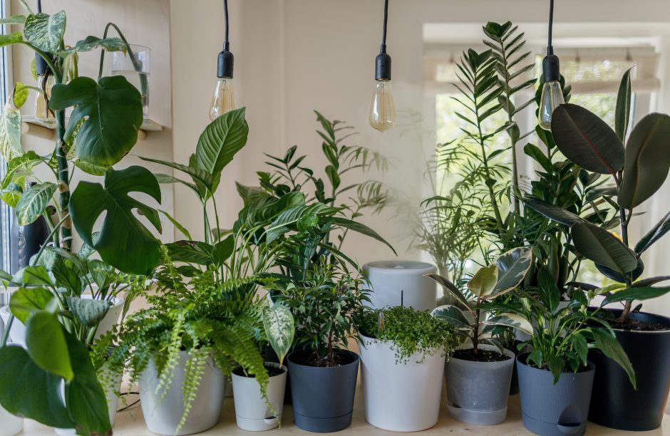 Floristės patarimai: trys dažniausios kambarinių augalų priežiūros klaidos žiemą