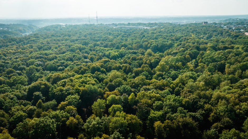 Kauno Ąžuolyno atgimimas tęsiasi: šimtamečių ąžuolų parką papildys nauji medeliai
