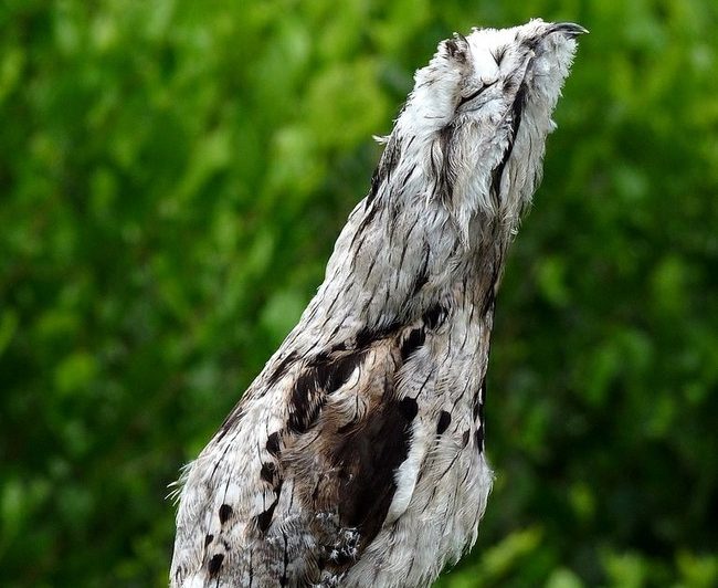 Potoo: Amazonės paukščiai, tobulai vaidinantys medį 