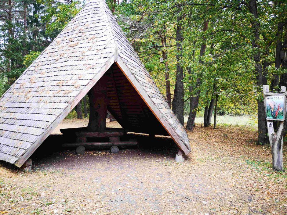 Iškeisk miestą į mišką: Aukštaitijos girių didybė