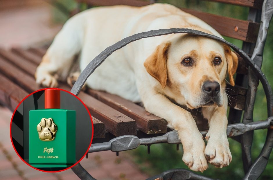 Garsus mados ženklas sukūrė kvepalus šunims: ant buteliuko – 24 karatų paauksuotas letenos atspaudas