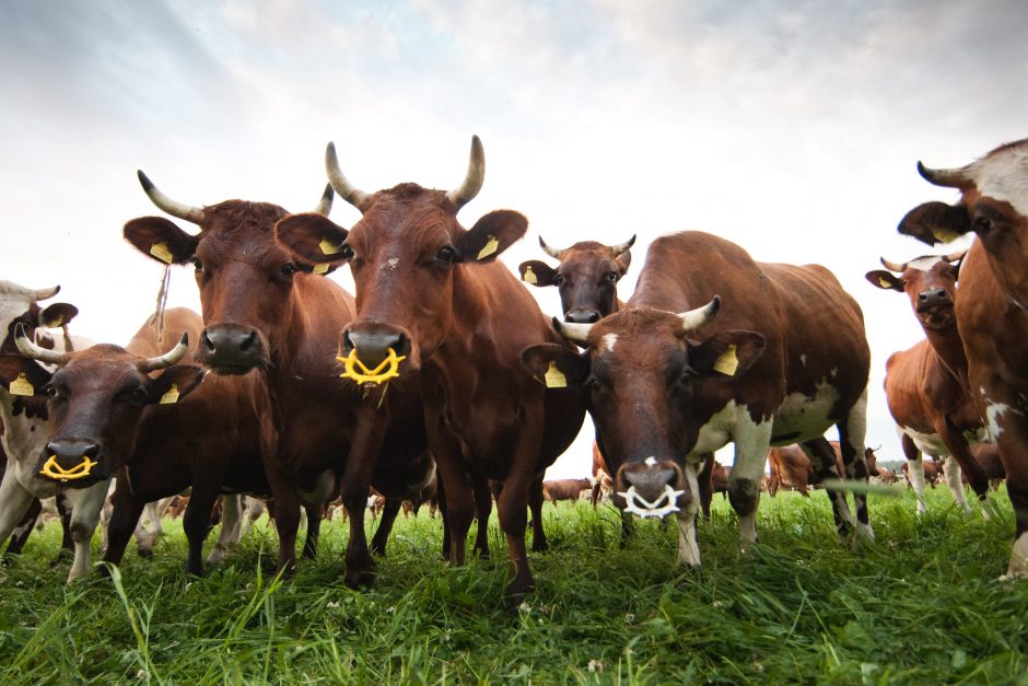 Ministerija: 120 galvijų ūkių bus taikomi griežtesni išmetamųjų teršalų reikalavimai