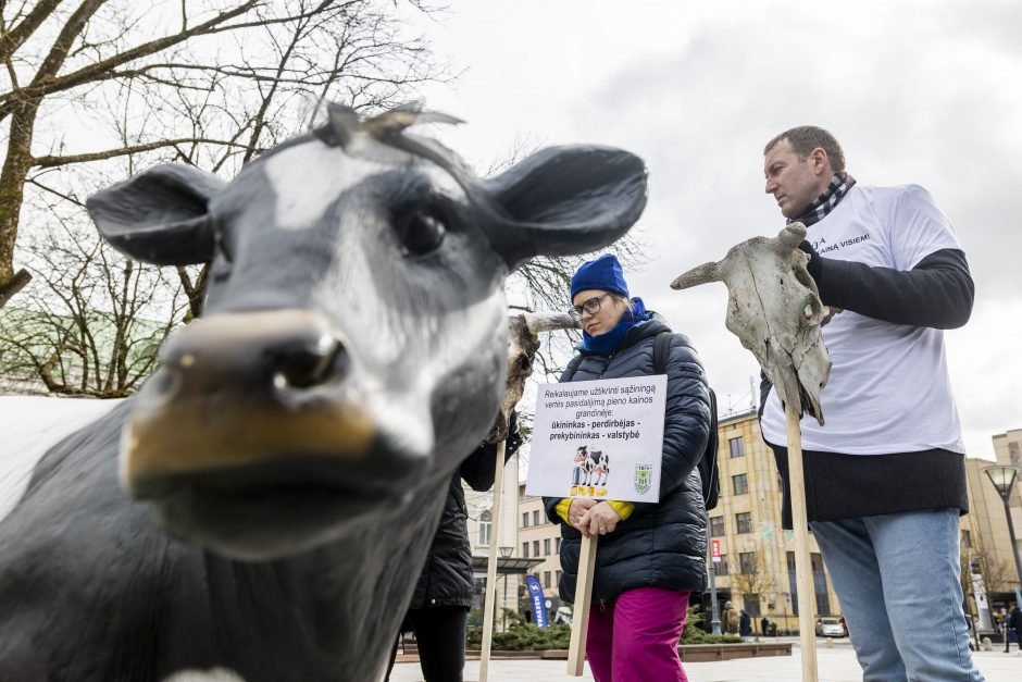 Pieno ūkininkai žada didelę protesto akciją