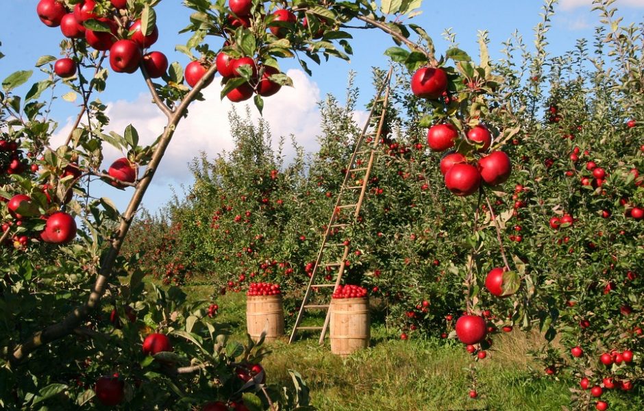 Menkas obuolių derlius tirpsta, o kainos auga