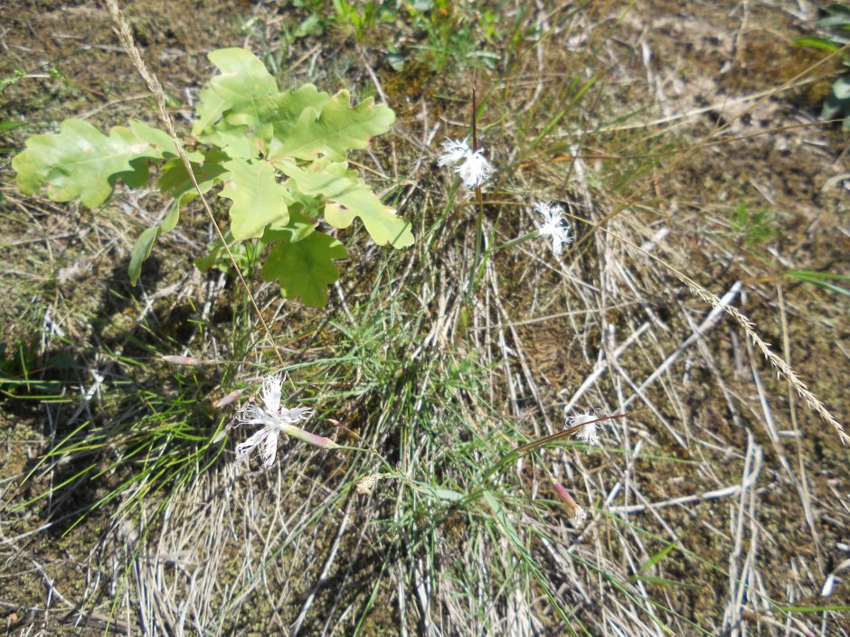 Tiesiant naują kelią – pavojus smiltyniniams gvazdikams