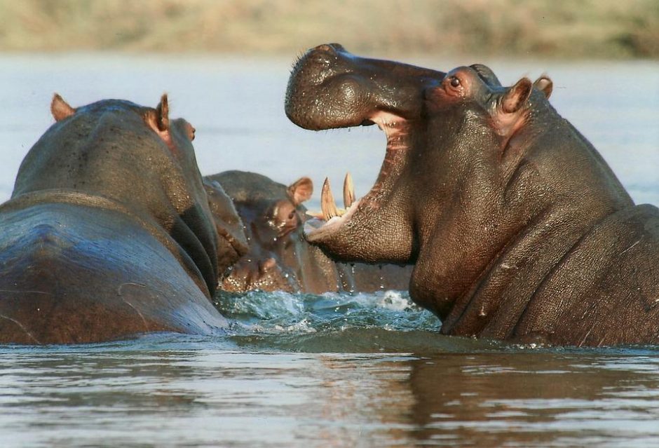 Kenijoje hipopotamai mirtinai sužalojo du žmones