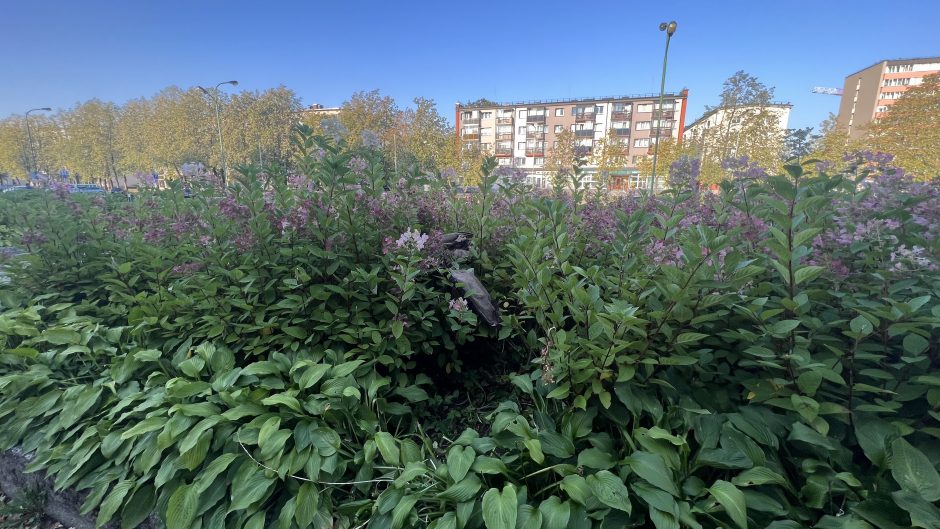 Pribloškė klaipėdiečius: išpuoselėtame gėlyne – benamių gūžta