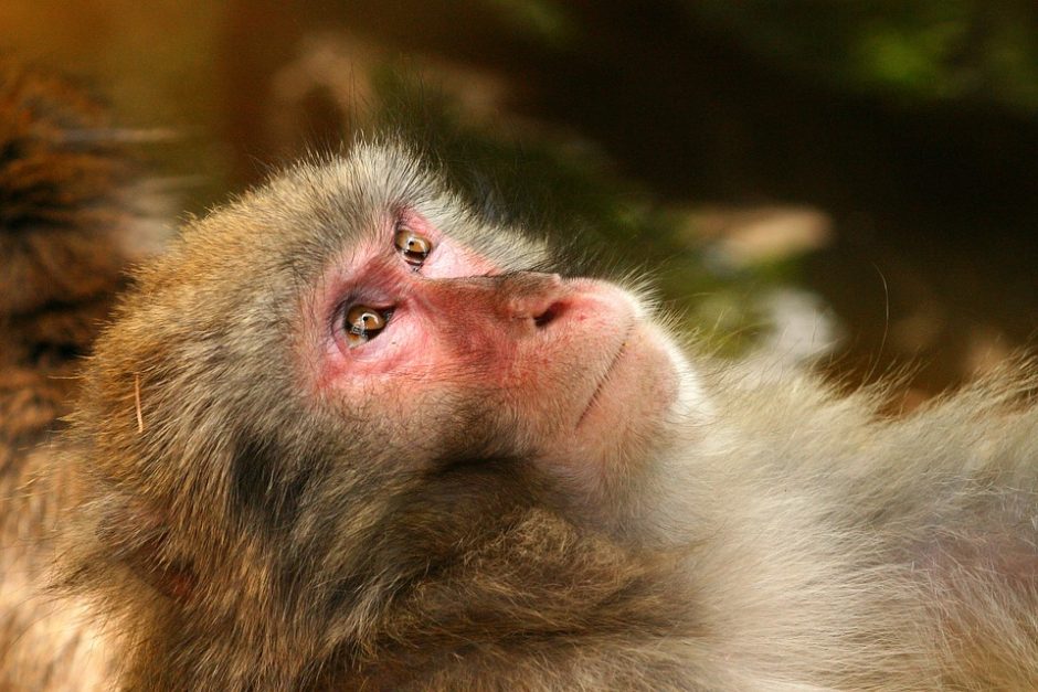 Beždžionė Kenijoje trims valandoms išjungė elektrą