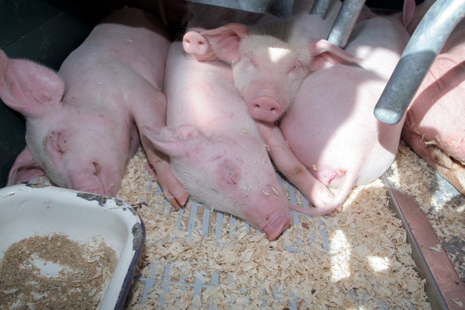 K. Navickas: dėl pagalbos kiaulių augintojams kalbamės su Vyriausybe ir Europos Komisija