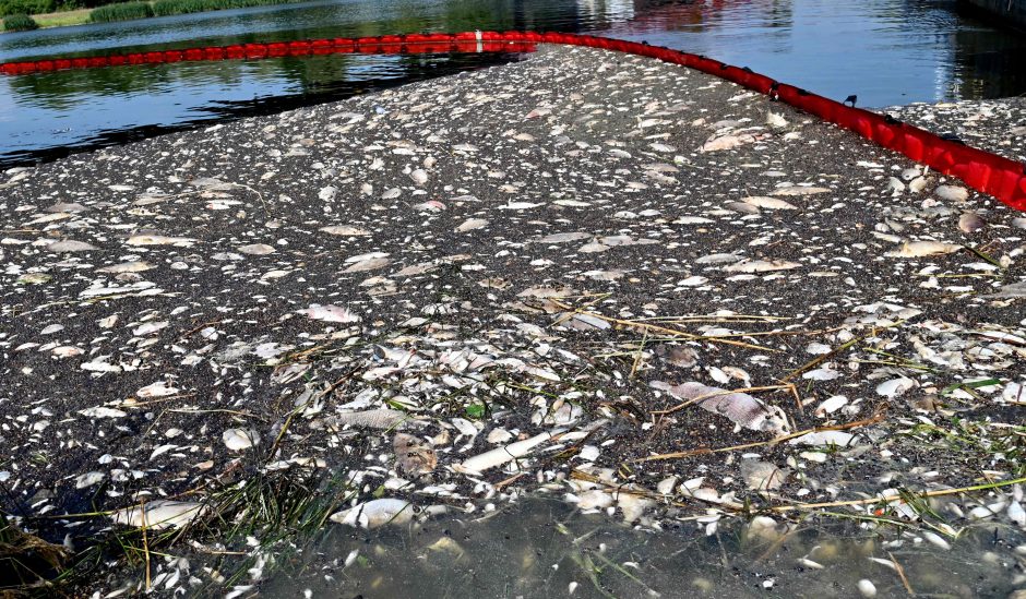 Lenkijos ugniagesiai iš Oderio upės ištraukė 100 tonų negyvų žuvų