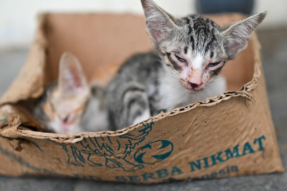 Dvidešimt bute uždarytų kačių visą mėnesį maitinosi mirusios šeimininkės kūnu