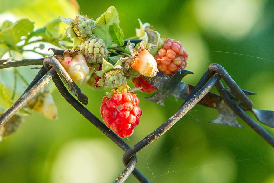 Neįtikėtina: Vilijampolėje vyšnia dar apkibusi gražiomis uogomis
