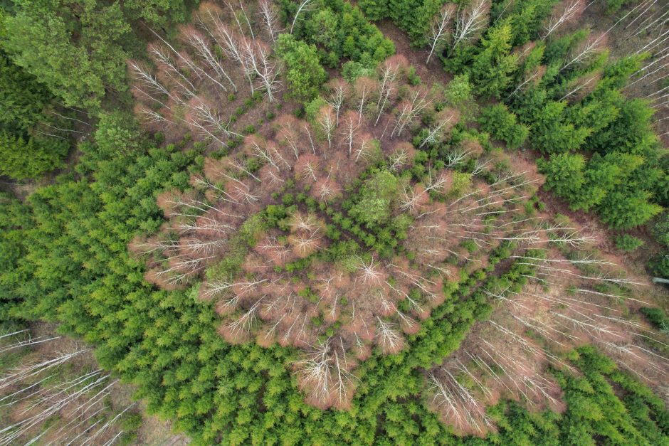 Nacionalinis miškasodis sutelkė gamtos mylėtojus: Lietuvos miškuose pasodinta 2 mln. naujų medžių