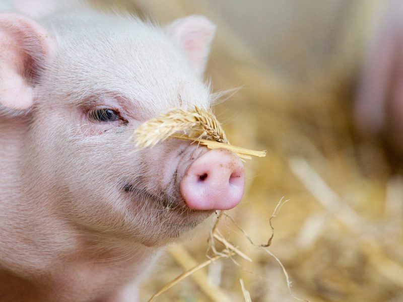 Klaipėdos rajono ūkyje fiksuotas trečias šiemet afrikinio kiaulių maro židinys