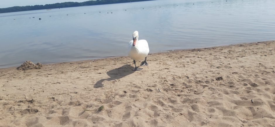 Kauno marių paplūdimio poilsiautojus stebina drąsi gulbė