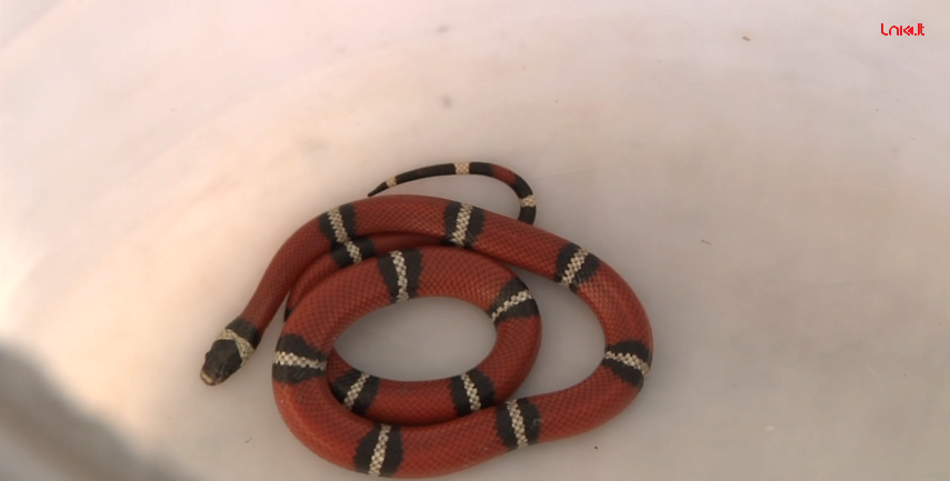 Klaipėdietė savo namuose rado gyvatę