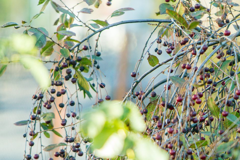 Neįtikėtina: Vilijampolėje vyšnia dar apkibusi gražiomis uogomis