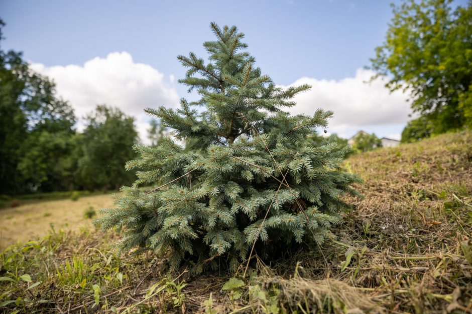 Kaip išsirinkti ir išsaugoti eglutę Kalėdų miškui?