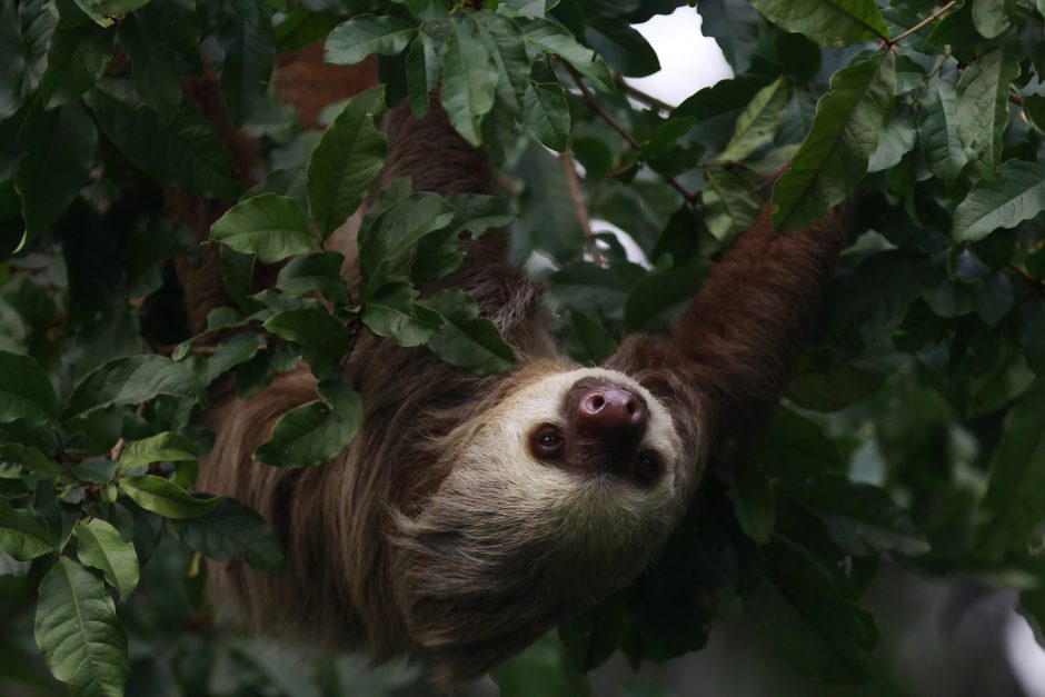 Zooparkas mėgino suporuoti du patinus