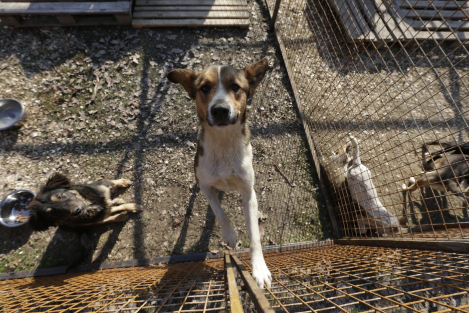 Pagalba Sočio šunims: prieglaudą savo lėšomis įkūrė vietos milijardierius