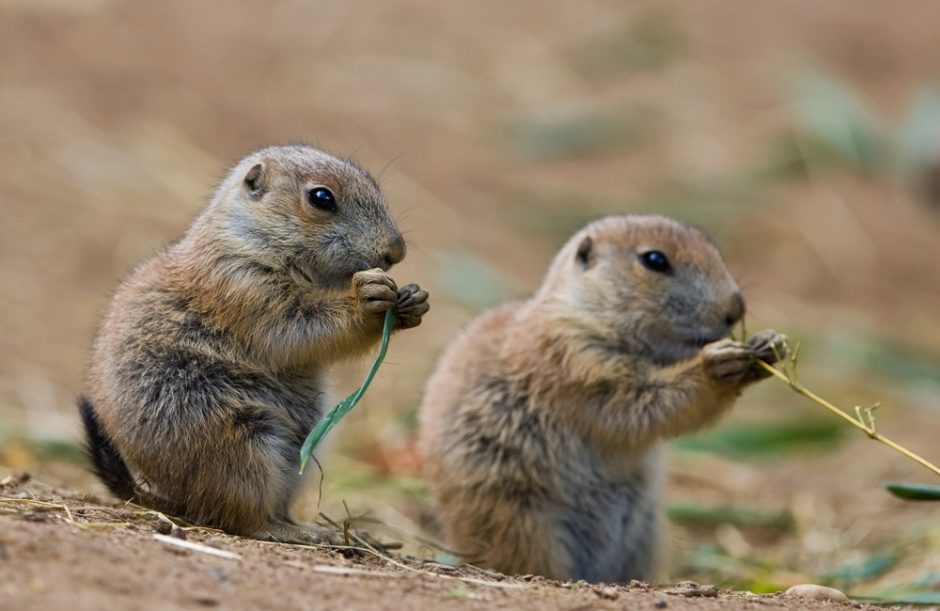 Žiaurioji motina gamta: nori išlikti – suvalgyk draugą arba jo vaikus