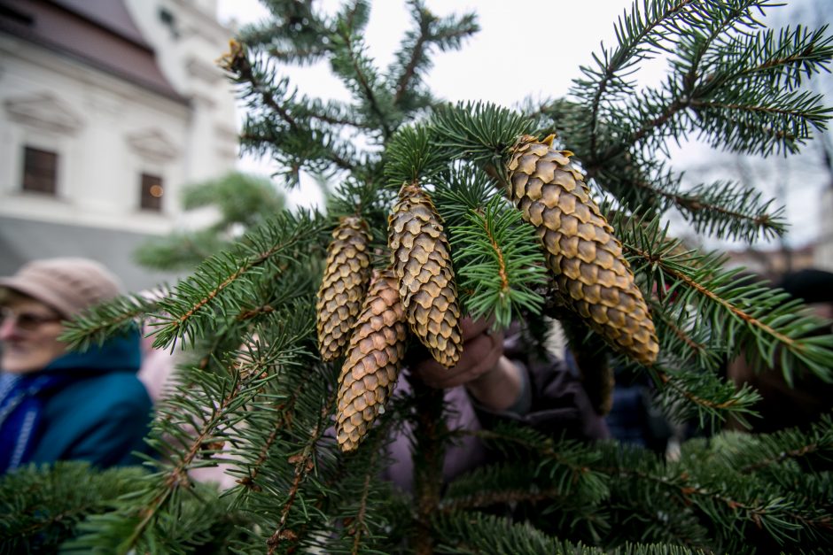 Į kauniečių namus iškeliavo tūkstančiai eglių šakų