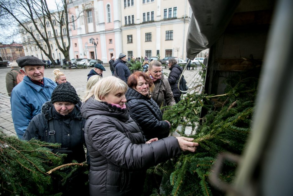 Į kauniečių namus iškeliavo tūkstančiai eglių šakų