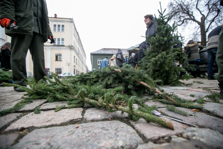 Į kauniečių namus iškeliavo tūkstančiai eglių šakų