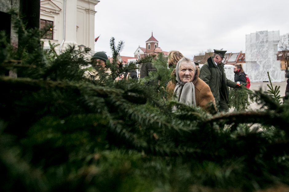 Į kauniečių namus iškeliavo tūkstančiai eglių šakų