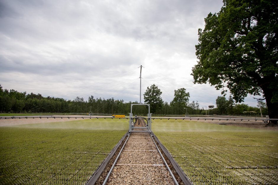 Dubravoje atidarytas moderniausias Lietuvoje miško sodmenų medelynas