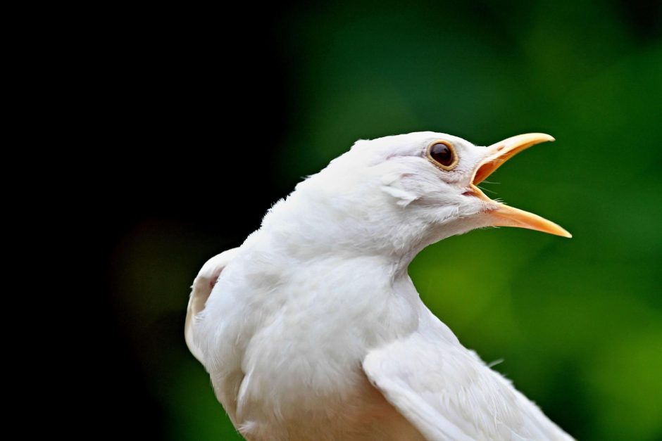 Sniego baltumo gyvūnai – albinosai