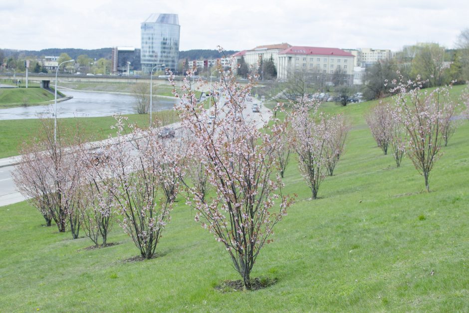 Vilniuje skleidžiasi pirmieji sakurų žiedai