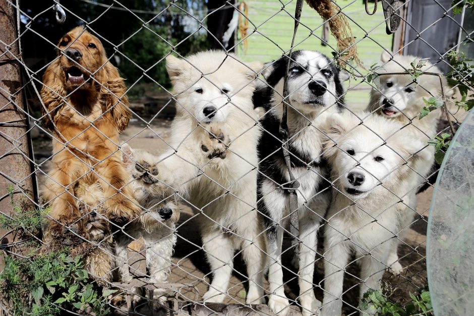 Estijoje iš vieno gyventojo konfiskuoti 94 šunys