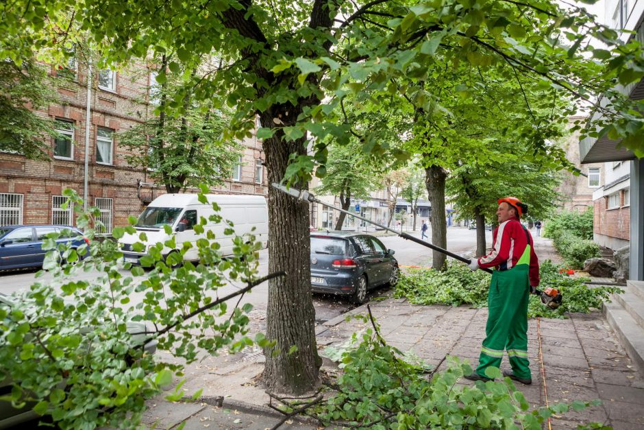 Vilniuje tvarkomi grėsmę keliantys seni medžiai
