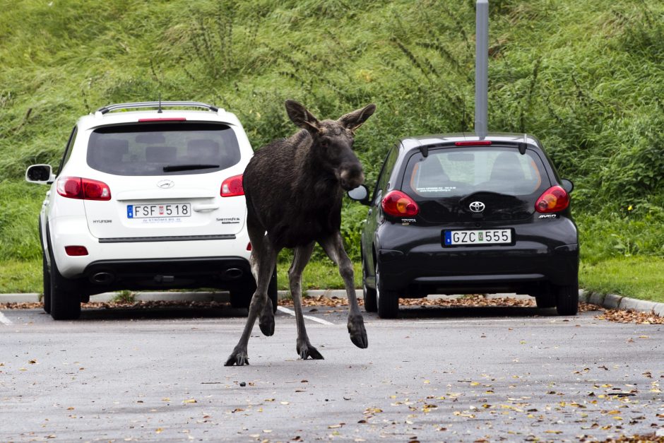 Kuriuo paros metu didžiausia tikimybė partrenkti laukinį gyvūną?