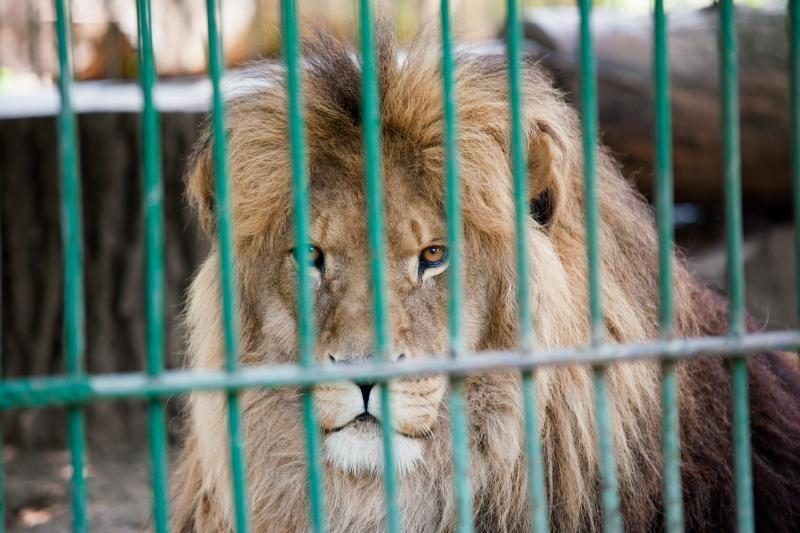 Zoologijos sode nugaišo liūtas Simba – jį pakeis jauniklių pora
