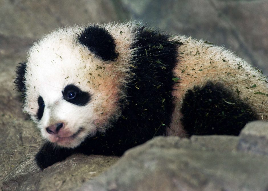 Vašingtono zoologijos sode viešam pristatymui rengiamas neseniai gimęs pandos jauniklis