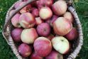 Derlius: rugsėjo gale soduose galima matyti, kaip krenta sunokę obuoliai.