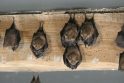 Grėsmės: mažiesiems šikšnosparniams kyla didelis pavojus dėl garso ir dirbtinės šviesos, kuri gali turėti įtakos jų gebėjimui maitintis.
