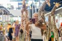 Festivalio „ConTempo“ žirafos aplankė Kauno „Akropolį“