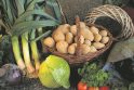 Derlius: daržovių augintojai tikina, kad Velykų stalui lietuviškų daržovių tikrai nepritrūks.