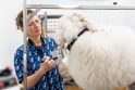 Vilniuje atidarytas didžiausias gyvūnų gydymo kompleksas
