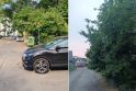 Eismas: dėl negenėtų medžių kai kur mieste sunku prasilenkti automobiliams.