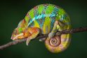Panterinis chameleonas