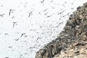 Gausybė: paukščių kolonijos akmenuotose Norvegijos pakrantėse.