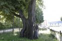 Situacija: vienos seniausių Lietuvoje Klaipėdos Storosios liepos kamieno kiaurymės šiandien labiau primena negalią nei sveiką galingą medį, tačiau specialistai tikina, kad medžio būklė iš esmės yra stabili.