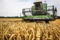 Pusiausvyra: šiemet kviečių derlius Lietuvoje nebuvo geras, tačiau už grūdus gaudami didesnę kainą ūkininkai neturėtų patirti finansinių nuostolių.
