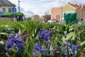 Vilniaus gatvę jau puošia gražuoliai hiacintai