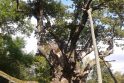 Galiūnas: gamtos paminklas Stelmužės ąžuolas sau lygių Lietuvoje neturi.