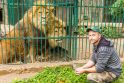 Karaliai: per 12 darbo metų M.Adomaitis gerai pažino sodo gyventojus. &quot;Štai liūtai – baisūs miegaliai&quot;, – atskleidžia lankytojus dažnai nustebinantį faktą.